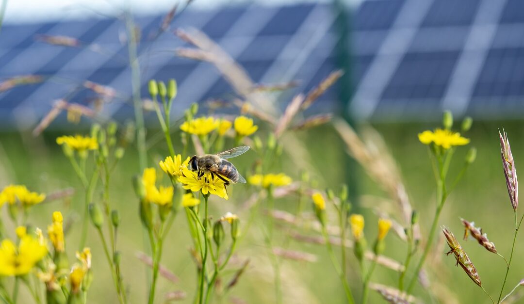 Sustainable Solar Europe